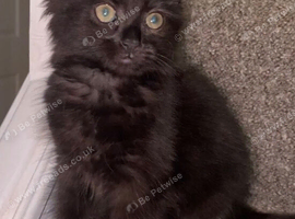 Female fluffy black kitten