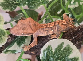 Crested Gecko