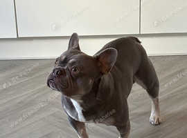 For Stud Kc registered French Bulldog
