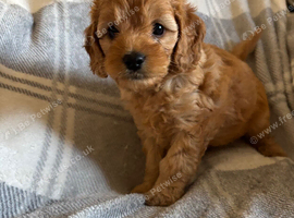 Beautiful cockapoos for sale