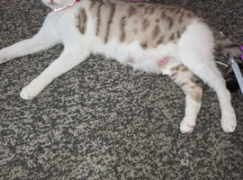 Bengal angel