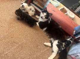 Beautiful kittens
