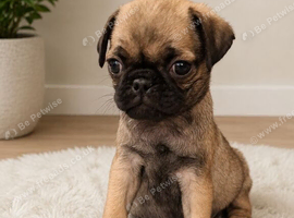 4 stunning pug puppies
