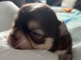 Long coat chihuahua