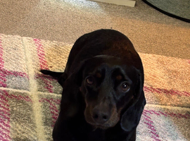 Black and Tan miniature dachshund