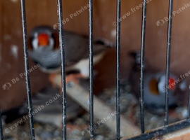 3 zebra finches