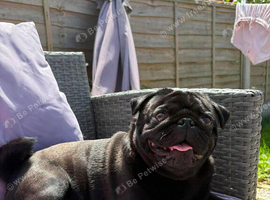 Otis for stud