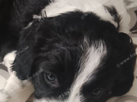 Stunning Border collie x Cockerpoo pups