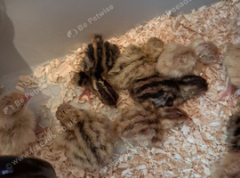 Quails Chicks (Jambo Japanes Coturnix) available