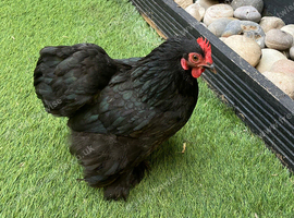 Pekin bantam hen
