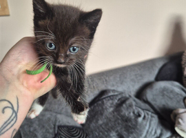 Kitten male for sale black with white feet and white chin and chest