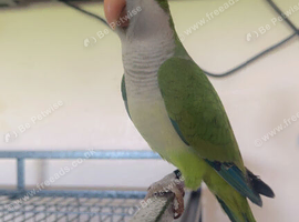 Male semi tamed Quaker