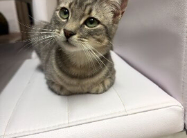 Female Kitten