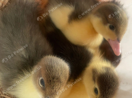 Muscovy Ducklings