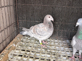 Selling 1 pigeon