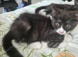 10 week old female black smoke tabby