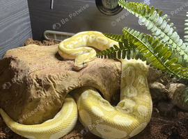 Banana lesser ball python