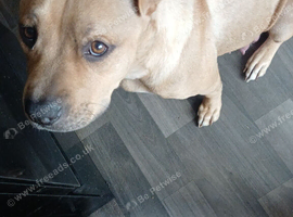 Staff cross shar pei pupps