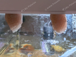 Free Baby Apple snails.