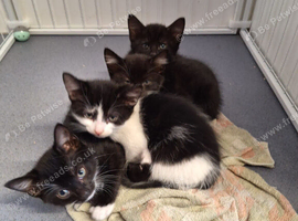 Black x tabby kittens boys and girls