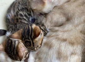 Bengal cross kittens