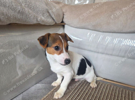 Jack russell pup