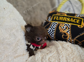 Xx Quality chihuahua longcoat puppies Xx