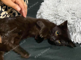 Kitten