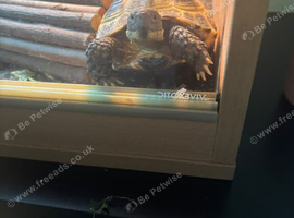 2 year old tortoise