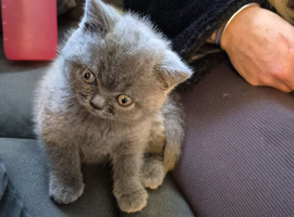 British short hair kitten 8 weeks old ready to leave