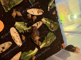 12 healthy baby giant African land snails
