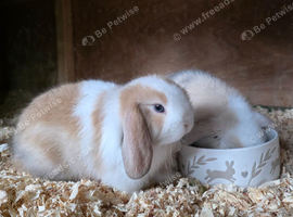 Beautiful pedigree mini lops