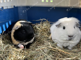 Two bonded male guinea pigs - Sven and Olaf