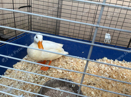 Call duck