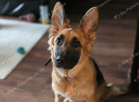 Gorgeous German Shepherd Female Puppy
