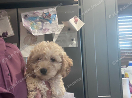Beautiful cockapoo puppy