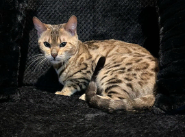 Bengal cat looking for her forever home