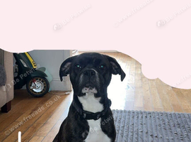 Boxer / old English