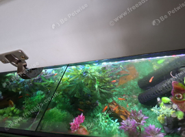 Fish tank