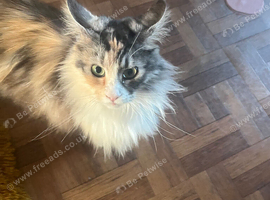 Maine coon female