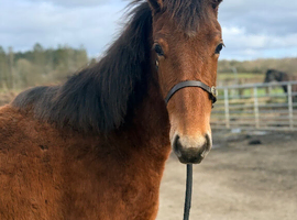 Yearling Irish Sports Horse filly to make 16hh minimum