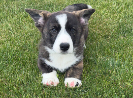 Last two Stunning unique litter of Welsh cardigan corgi puppies