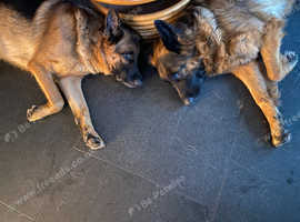German Shepherd Training