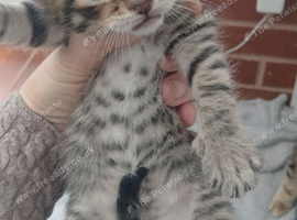 3 beautiful kittens