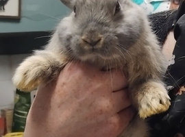 3 beautiful grey babies