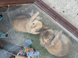 X2 mini lops
