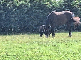 mini shetland, Companion, Pet