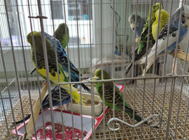 Baby budgies