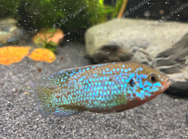 Turquoise Jewel Cichlids