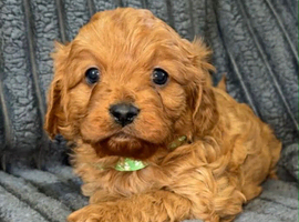 READY NOW!! 3  F1 cavapoo puppies